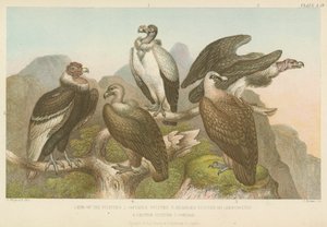 Vultures