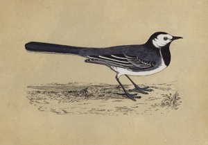 Wagtail by English School
