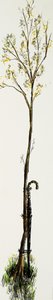 Walking Stick with Tree