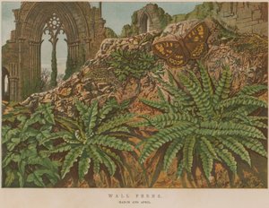Wall Ferns