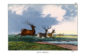 Wapiti