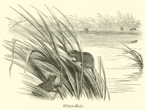 Water-Rats