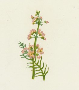 Water Violet