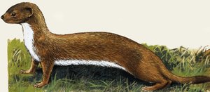 Weasel by English School