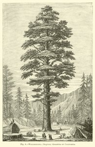 Wellingtonia (Sequoia) Gigantea of California by English School