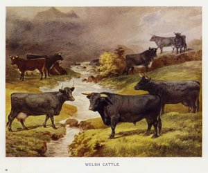 Welsh Cattle by English School