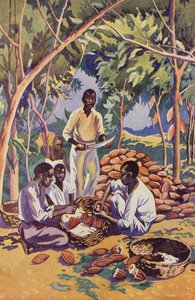 West Africa, Opening Cocoa Pods