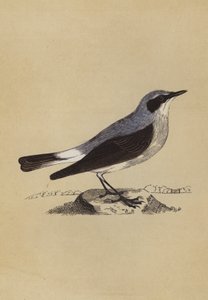 Wheatear