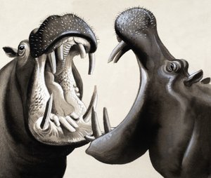 When Hippos Attack!