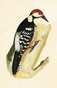 White Rumped Woodpecker, illustration from 