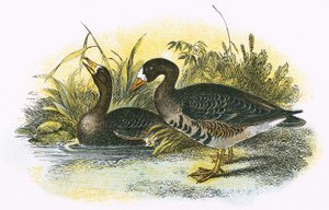 White fronted Goose by English School