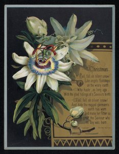 White Passion Flower, Christmas Greetings Card by English School