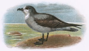 White-throated Grey Petrel