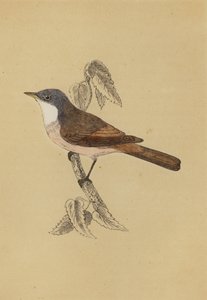 Whitethroat