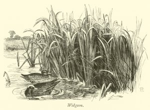 Widgeon by English School