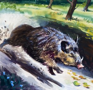 Wild Boar