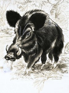 Wild Boar by English School
