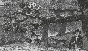Wild Cat by English School