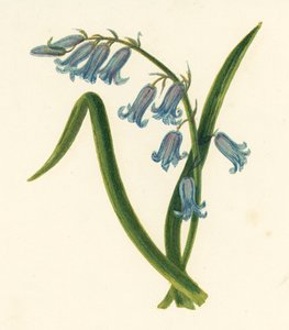 Wild Hyacinth, Hyacinthus Non-Scriptus