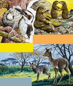 Wild animals montage by English School