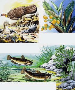 Wild Animals Montage by English School