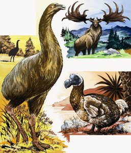 Wild Animals Montage by English School