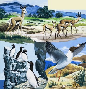 Wild Animals Montage by English School