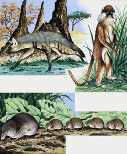 Wild animals montage