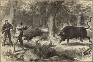 Wild Bull Shooting in the Galapagos Islands