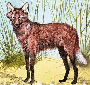 Wild Dog