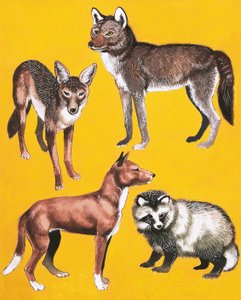 Wild dogs montage by English School