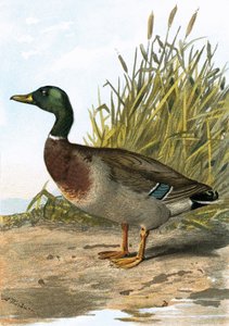Wild duck or Mallard