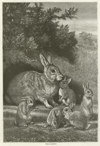 Wild Rabbits by English School