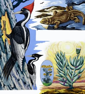 Wildlife Montage by English School