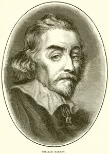 William Harvey by English School
