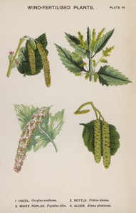 Wind-Fertilised Plants