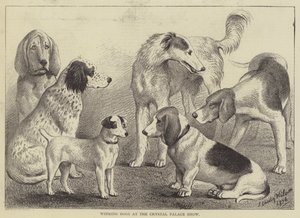 Winning Dogs at the Crystal Palace Show by English School