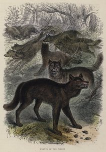 Wolves of the Forest