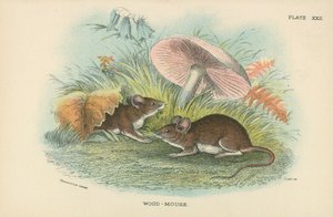Wood-Mouse by English School