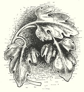 Wood carving: Leaf (engraving) by English School