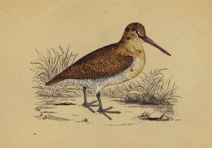 Woodcock