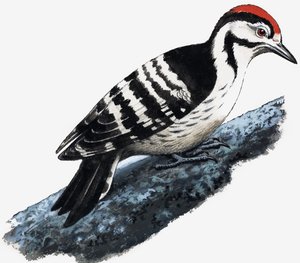 Woodpecker (Downy Woodpecker) by English School