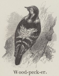 Woodpecker by English School