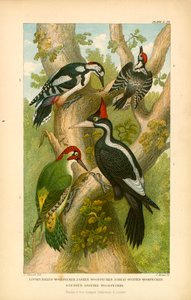 Woodpeckers