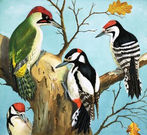 Woodpeckers by English School