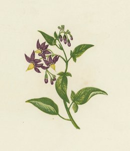 Woody Nightshade, or Bitter Sweet, Solanum Dulcamara