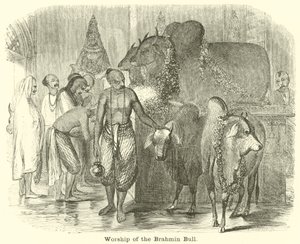 Worship of the Brahmin Bull by English School