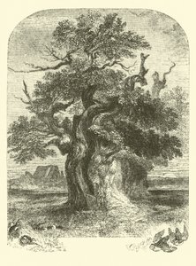Yardley Oak