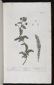 Yarrow, Plate 18 from 