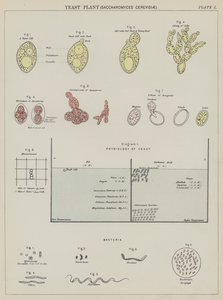 Yeast plant, Saccharomyces Cerevisiae by English School